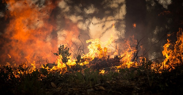 burning of forests haze peat